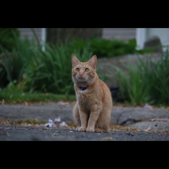 Posh sales = college $.     Thank you! 🤗 - Picture 4 of 5